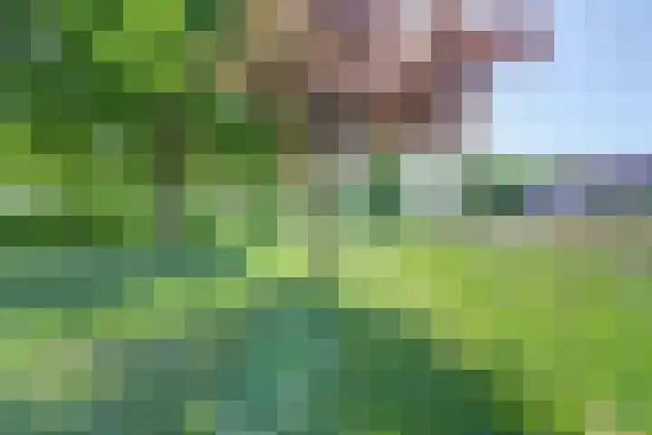Dankolfberg 4 Steenbergen thumbnail 38
