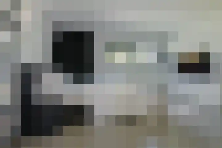 Dassenlaar 10 Bavel thumbnail 47