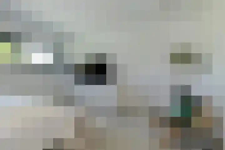 Dassenlaar 10 Bavel thumbnail 48