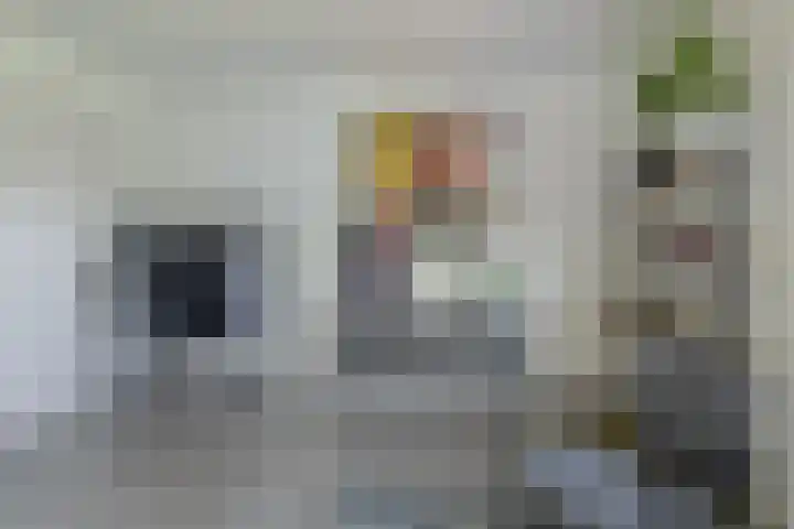 Dassenlaar 10 Bavel thumbnail 60