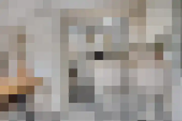 Davenschot 3 Heino thumbnail 9