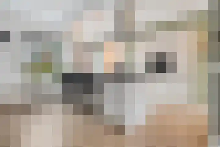 De Aak 26 Dedemsvaart thumbnail 12