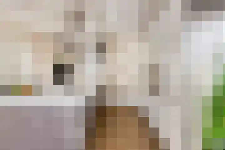 De Akkervrouw 1 Grubbenvorst thumbnail 10
