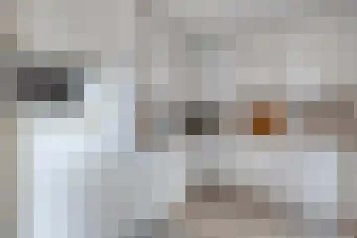 De Berken 1 Koekange thumbnail 12