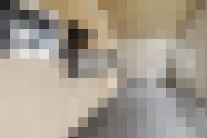 De Berken 29 Bussum thumbnail 7