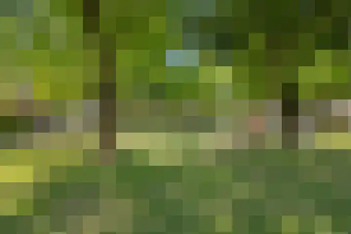 De Beukums 62 Boxtel thumbnail 49