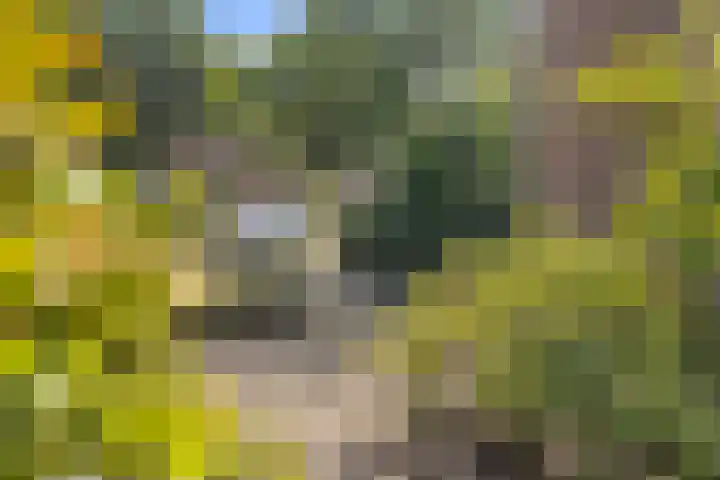 De Beukums 62 Boxtel thumbnail 9