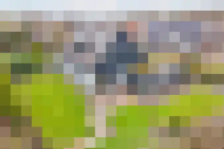De Bijvank 3 Dinxperlo thumbnail 4
