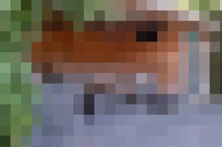 De Bisweide 30 Grubbenvorst thumbnail 33
