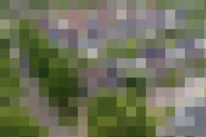 De Blikken 10 Stiens thumbnail 49
