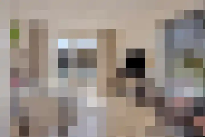 De Boerenkermis 2 Dronten thumbnail 7