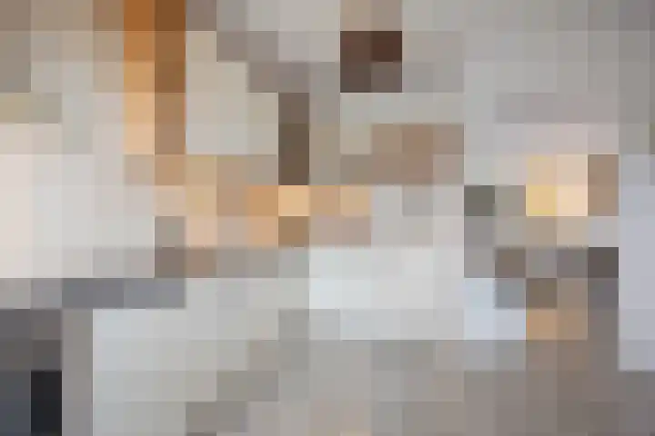 De Bogerd 10 Horssen thumbnail 16