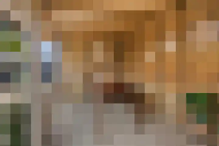 De Bogerd 10 Horssen thumbnail 57