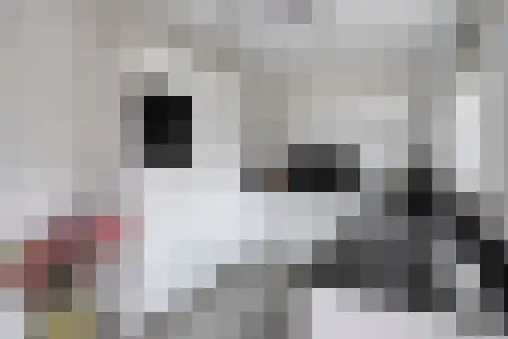 de Bogerd 3 Gameren thumbnail 19