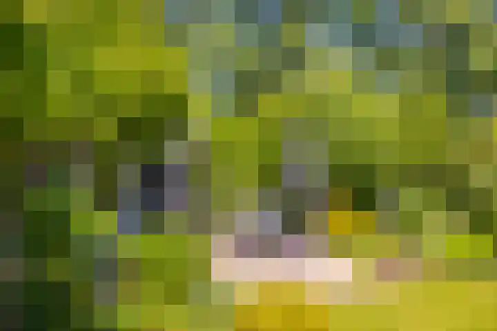 de Bongerd 2 Pannerden thumbnail 33