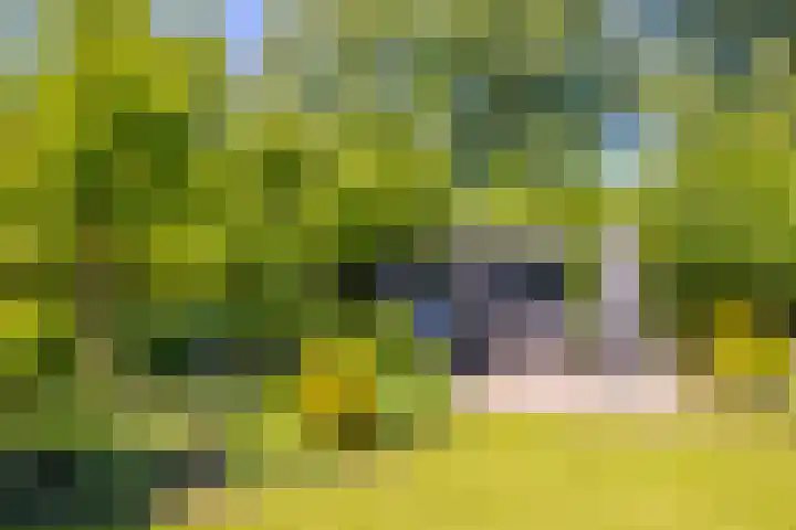 de Bongerd 2 Pannerden thumbnail 34