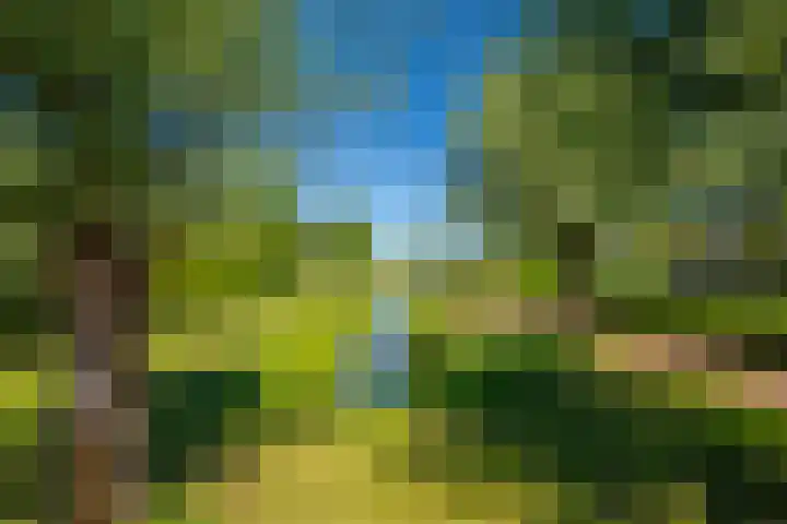 de Bongerd 2 Pannerden thumbnail 37