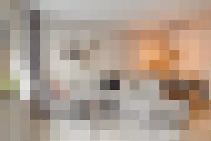 De Bongerd 26 Oss thumbnail 13