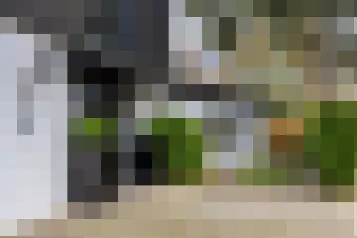 De Borcht 2 Amsterdam thumbnail 4