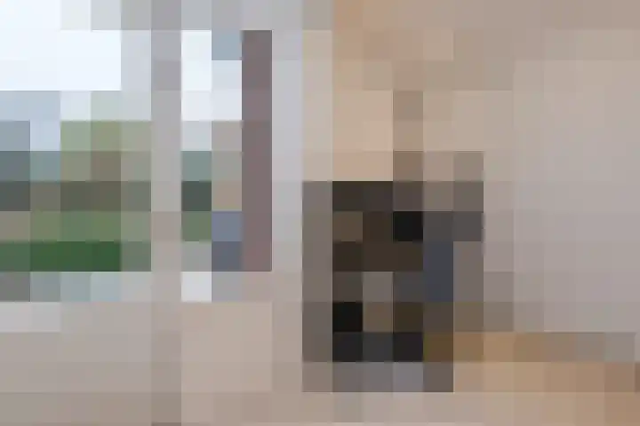 De Boterbloem 11 Budel thumbnail 12