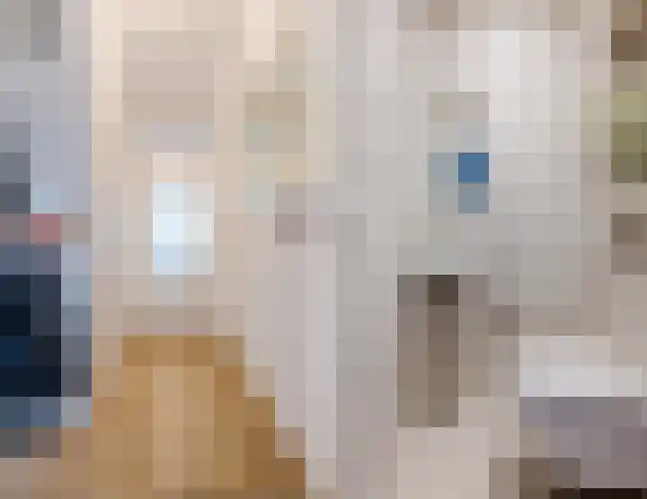 De Boterbloem 11 Budel thumbnail 15