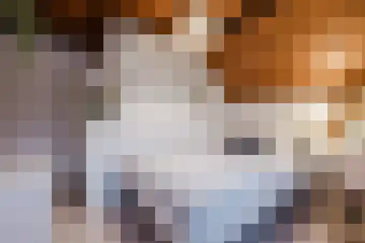 De Boterbloem 11 Budel thumbnail 20