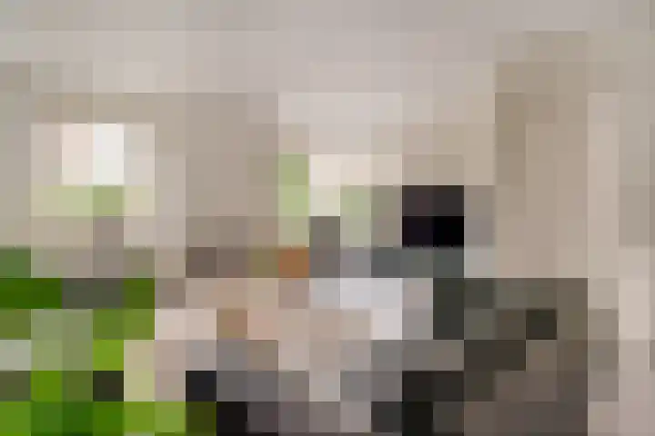 de Botter 13 Baarn thumbnail 42