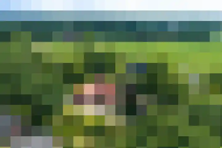 de Braambrink 7 Paasloo thumbnail 54