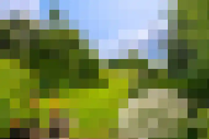 De Brink 24 Drijber thumbnail 28