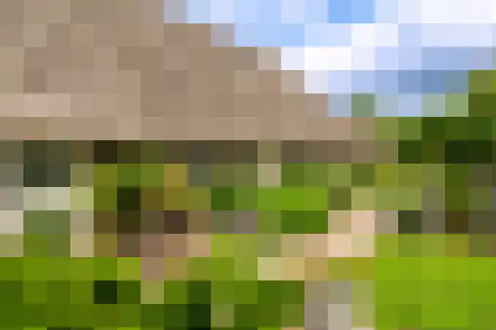 De Brink 24 Drijber thumbnail 30