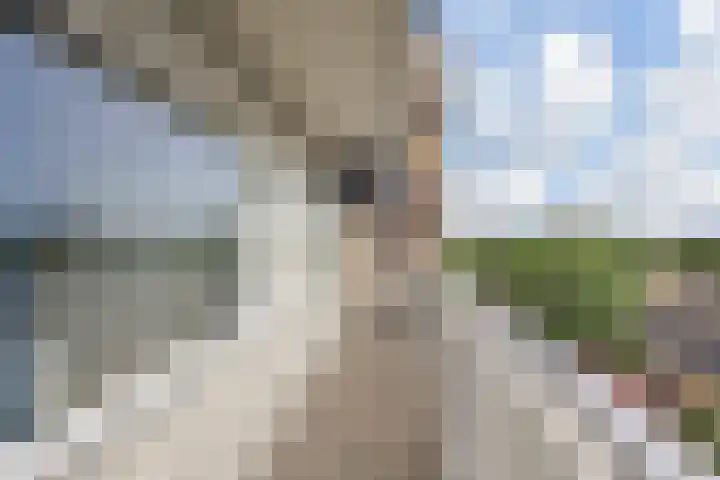 De Brink 566 Den Haag thumbnail 42