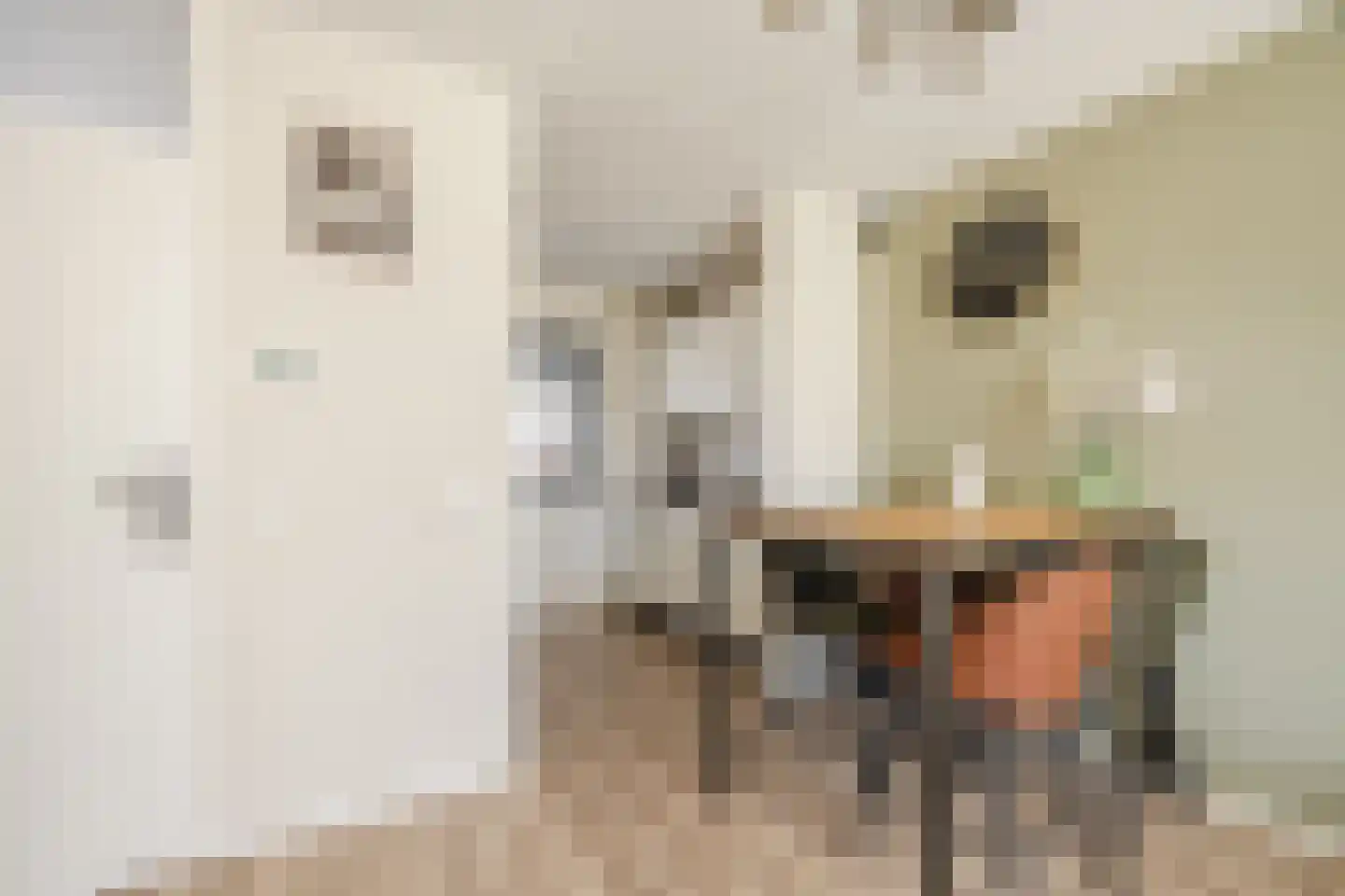 De Brouwerstraat 9 Diessen thumbnail 10