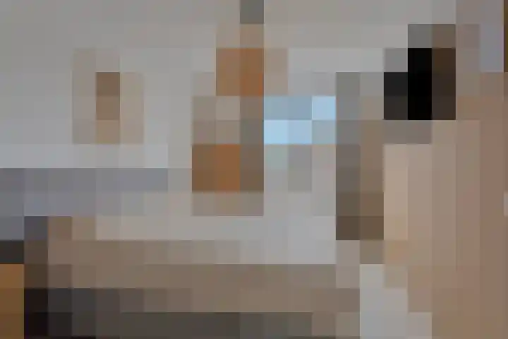 De Bunder 4 Oentsjerk thumbnail 17