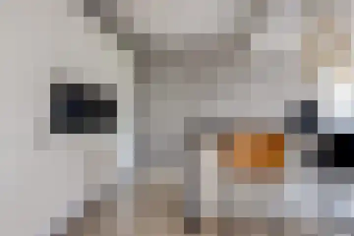 De Burcht 2 Yerseke thumbnail 13
