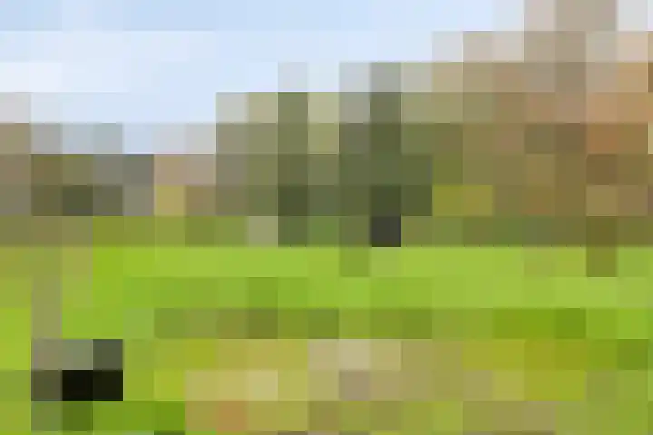 de Decanije 30 Vorden thumbnail 41