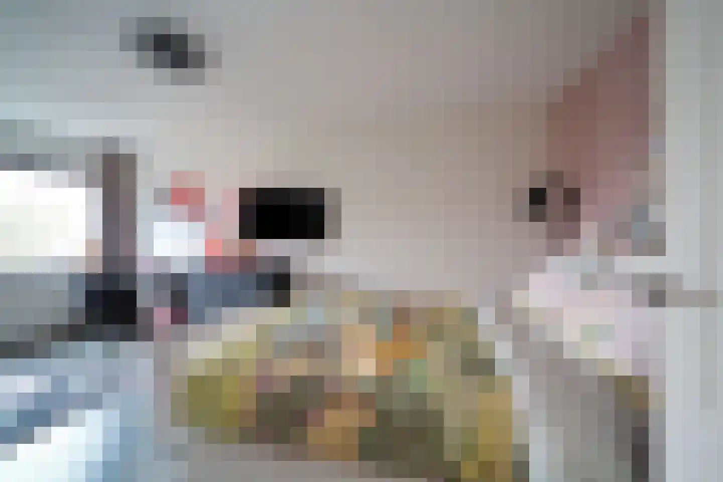 De Dintel 26 Naaldwijk thumbnail 27