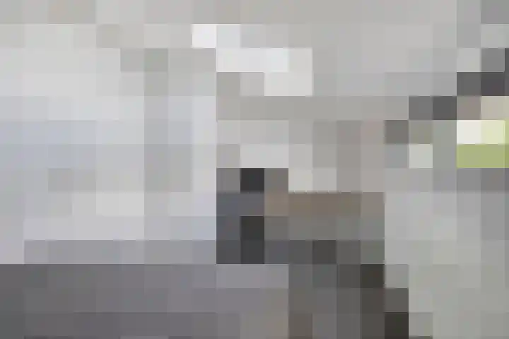 De Dissel 16 Arnhem thumbnail 30