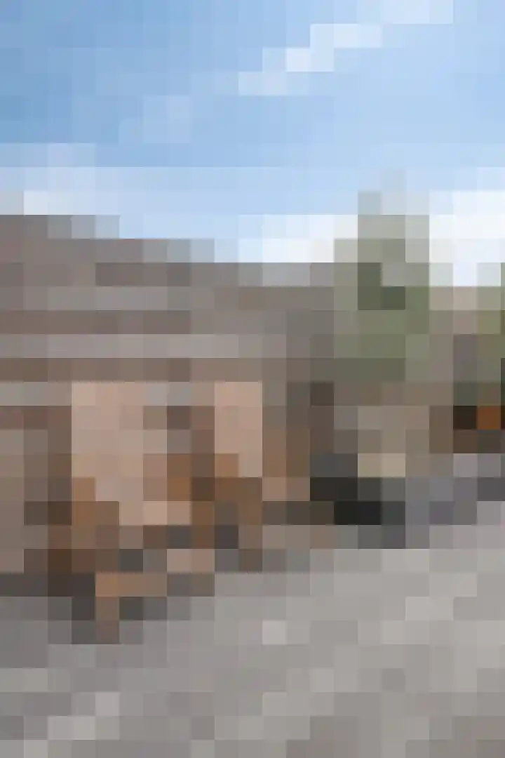 De Dissel 16 Arnhem thumbnail 39