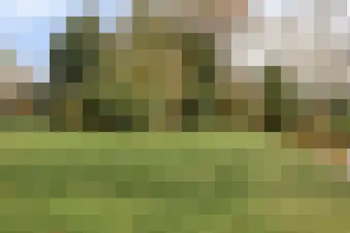 De Donk 20 Schaijk thumbnail 54