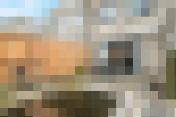 De Dreef 46 Schagen thumbnail 49