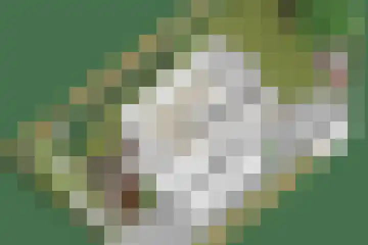 De Duivenekker 3 Berlicum thumbnail 70