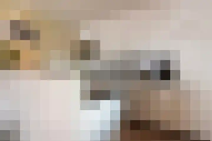 De Eikelaars 6 Vroomshoop thumbnail 15