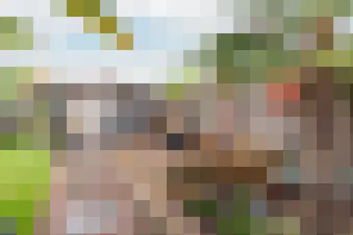 De Eikelaars 6 Vroomshoop thumbnail 42