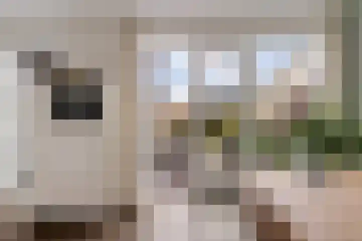 De Ekster 5 Joure thumbnail 19