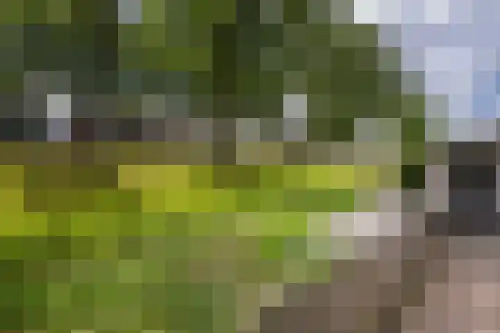 De Esdoorn 31 Rhoon thumbnail 17