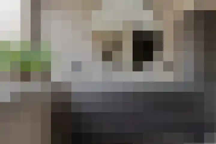 De Finne 13 Sumar thumbnail 19