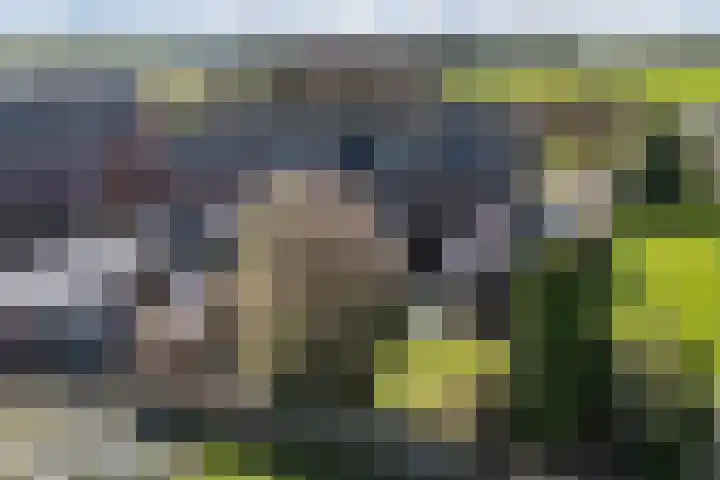 de Finne 46 Minnertsga thumbnail 25