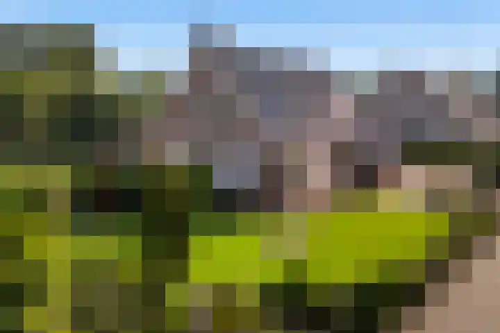 De Finne 7 Sumar thumbnail 10
