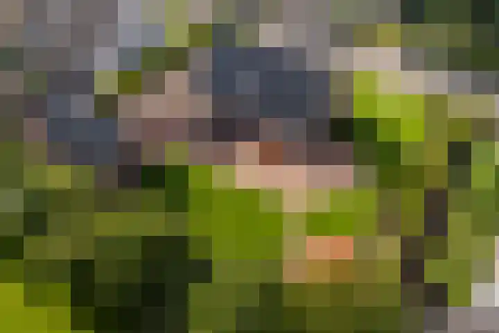 De Finne 7 Sumar thumbnail 7