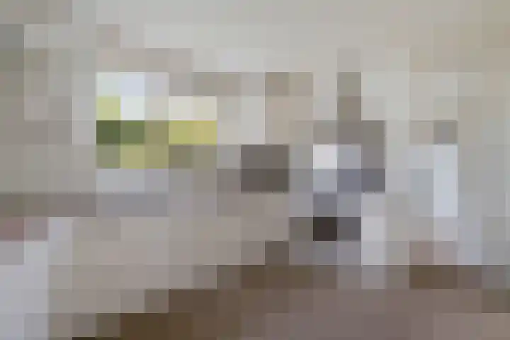 De Flechtreed 31 Oudemirdum thumbnail 11